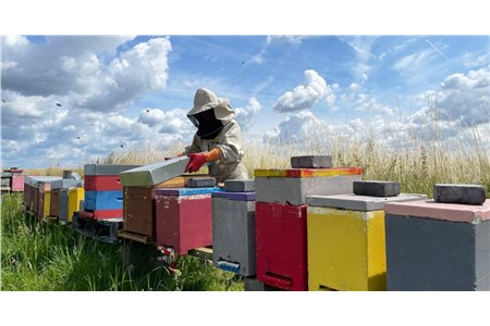 Assisted by AI, a workforce of bees tracks pollution and boosts biodiversity