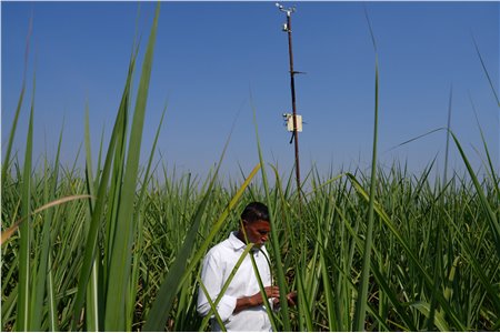 Chasing peak sugar: India’s sugar cane farmers use AI to predict weather, fight pests and optimize harvests