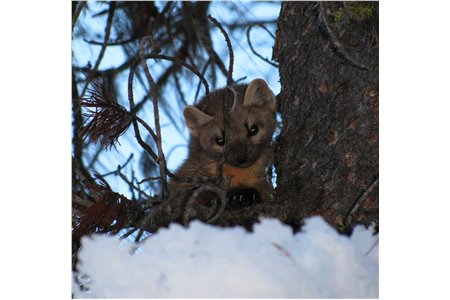Could AI help save one of the Pacific Northwest’s most vulnerable animals?